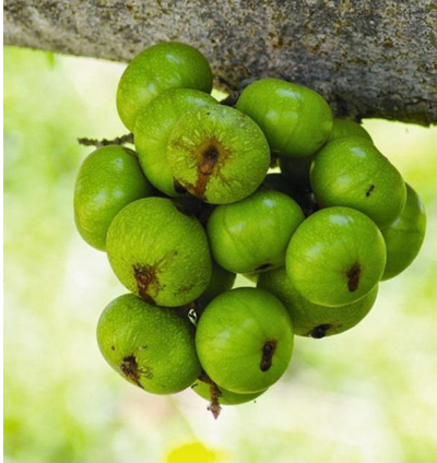 chi-em-da-biet-cong-dung-lam-dep-cua-qua-sung-4